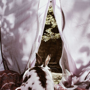 celebrating easter bunny